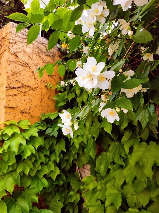 B&B L'Edera Di Caterina Reggio Calabria Bed & Breakfast